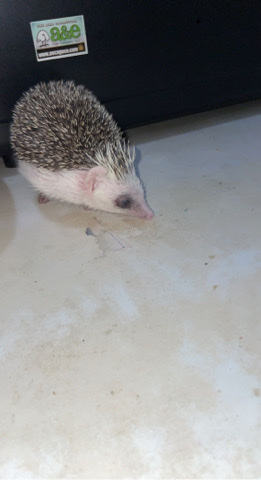 hedgehog