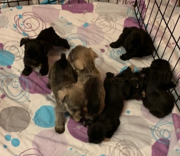 Miniature Schnauzer – Miniature Schnauzer Puppies