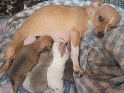Chihuahua – Gorgeous Chihuahua Puppies – Marksville