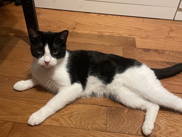 American Shorthair – Zack – Hicksville