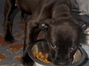 American Pit Bull Terrier – Puppy Pitbull – Forest Park