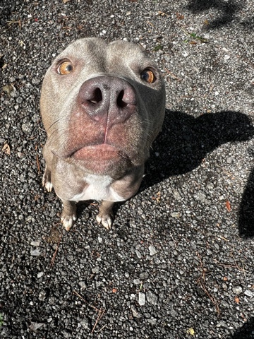 American Pit Bull Terrier – rehoming pitbull