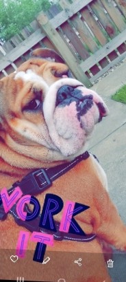 Olde English Bulldogge – old English Bulldog