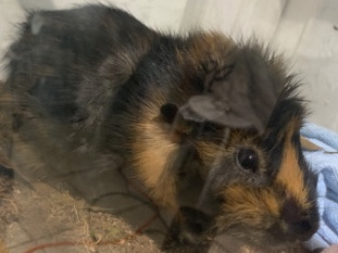 URGENT GUINEA PIG FOR A GOOD HOME 