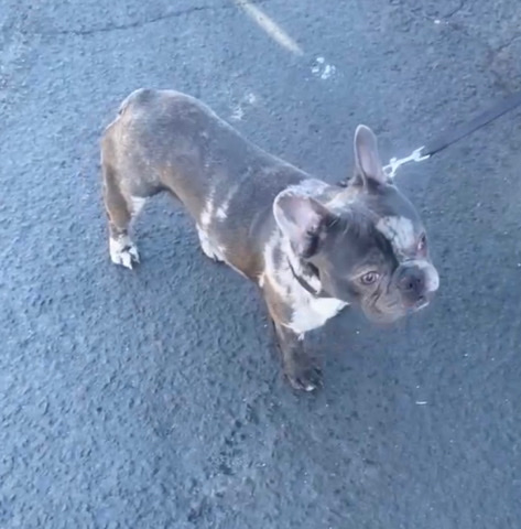 French Bulldog – Frenchie for Sale