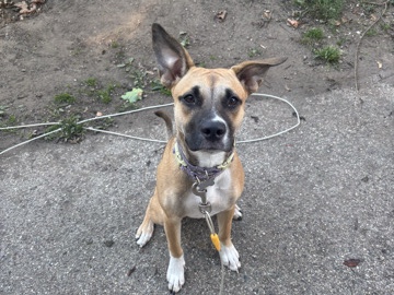 Mixed Breed – Randi – Rochester Hills