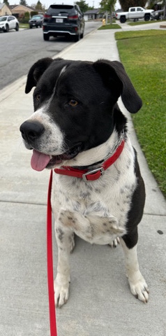 Labrador Retriever – Lab Mix Needs Rehoming ASAP