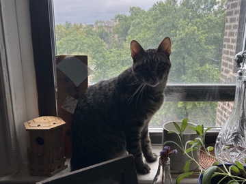 American Shorthair – Loving, gentle kitten looking for a forever home – New York