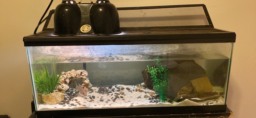 5 fish for sale