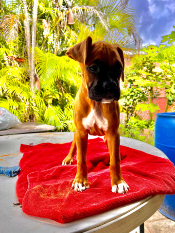 Boxer – Boxer Puppys
