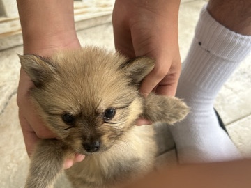 Pomeranian – Dogs puppies – Los Angeles