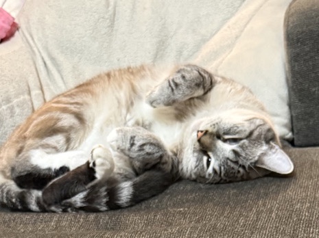 Siamese – Beautiful 3-Year-Old Siamese Mixed Cat for Rehoming in Griffin – Griffin