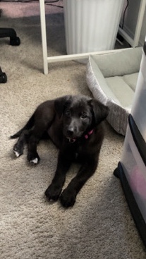 German Shepherd – Shepadoodle Puppy