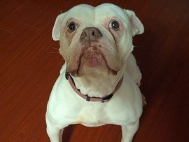 American Bulldog – Rehoming unspayed female American bulldog mix – Toronto