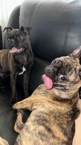 Pug – Sasha and Rocket