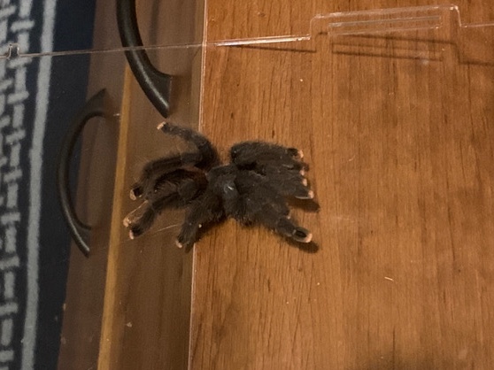 Pink toe tarantula