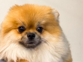 Pomeranian - Pomeranian  available for adoption in Khuraijah