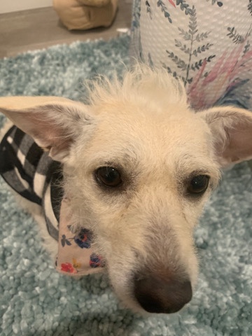 Russell Terrier – Poppy The Lovey Terrior