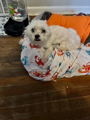Shih Tzu – bichon/ shih tzu mix