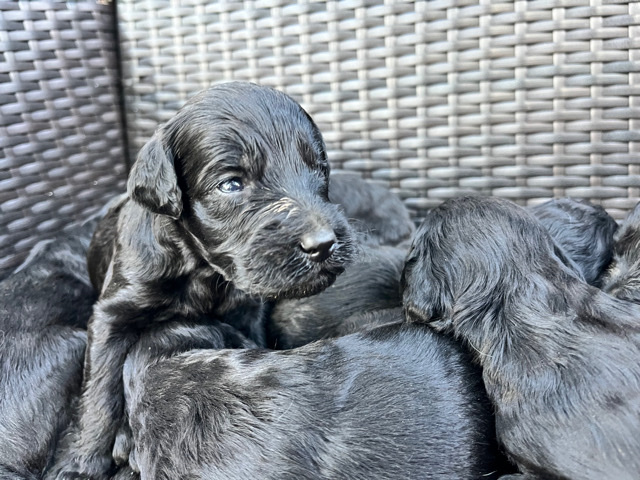 labradoodles puppies looking for their forever home.
