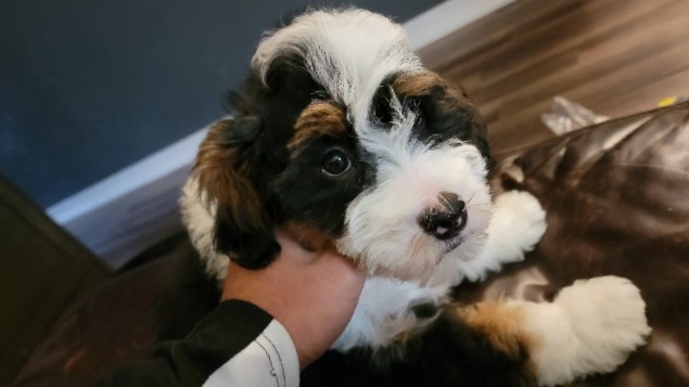 Bernese Mountain Dog – mini bernidoodle pupies