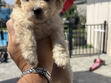 Maltipoo – Maltipoos – Fontana