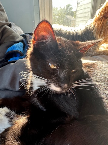 American Shorthair – Kitty needs a better parent