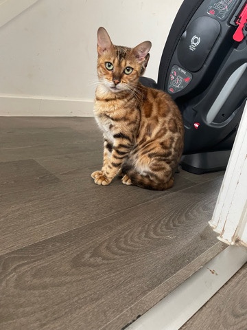 Bengal – female tica registered bengal