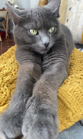 Russian Blue – “Penny” Needs A Purr ever Home