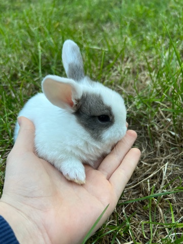 English Lop – rabbits