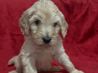 Goldendoodle – Goldendoodle – Hillsborough