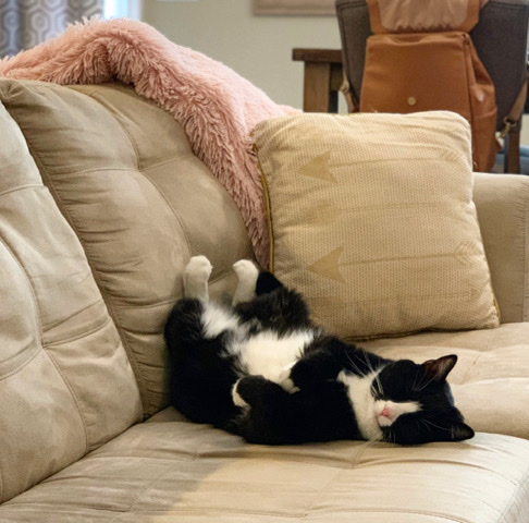 Re-home 7.5 Year Old Male Tuxedo Cat, Louie