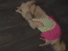 Papillon – Wanna Rehome my dog I want her to be safe n tooken care of – Milwaukee