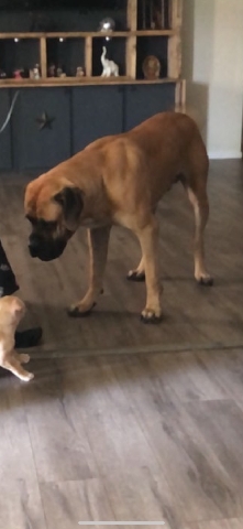English Mastiff – English bull mastiff