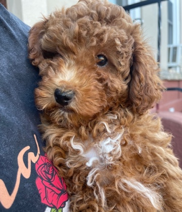 Poodle – Brownie