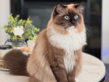 Ragdoll – Bonded Pair of Ragdoll Cats for rehoming – Aldie