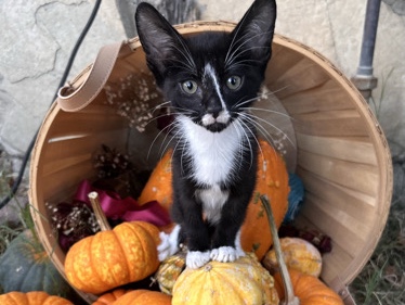 American Shorthair – four healthy kittens rehome – Sacramento
