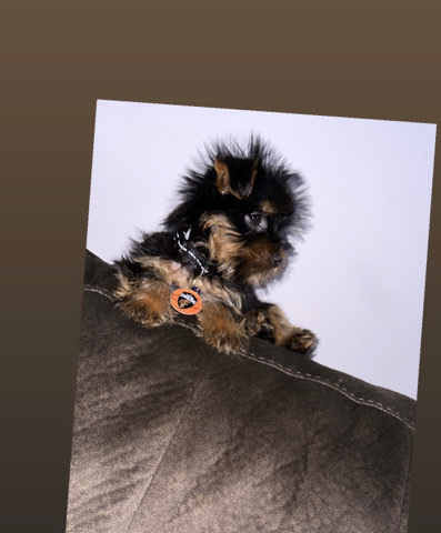 Yorkshire Terrier – 3 months yorkie