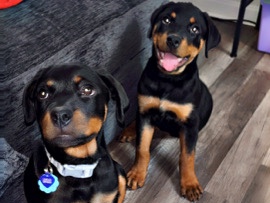 Rottweiler - 🐾 For Sale: Female Rottweiler Puppy - 15 Weeks Old! 🐾 available for adoption in Upper Marlboro