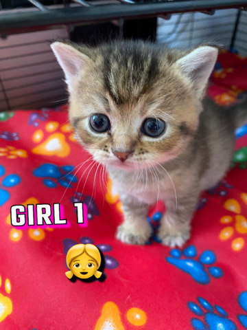 Scottish Fold – Scottish Fold Kittens