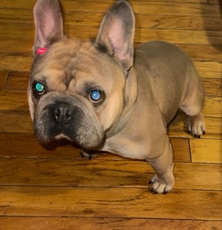 French Bulldog – Frenchie