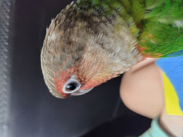 Green-Cheeked Conure – green check conure for sale