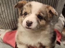 Auggie Puppies – Richfield