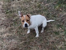 American Pit Bull Terrier – Pitbull mix – Albemarle
