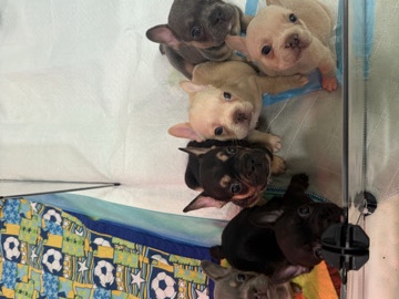 French Bulldog – French bulldog pups – Cypress