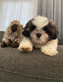 Shih Tzu – Shihtzu puppies