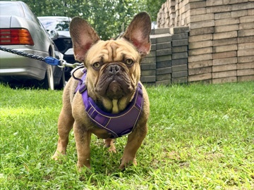 French Bulldog – French bulldog male – Millstone Township