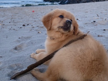 Golden Retriever – need a new home for Puppy! – Montclair