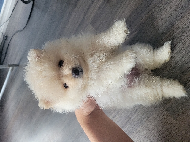 Pomeranian – tedybear teacup pomeranian