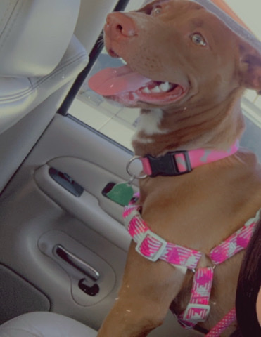 Daisy female pit/lab